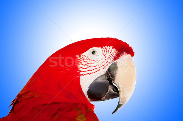 Colourful parrot bird sitting on the perch  Stock photo © Elnur