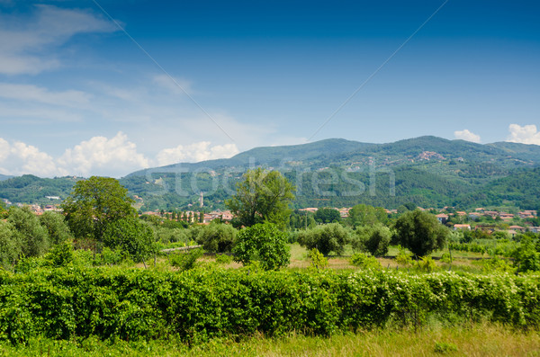 Field with mountains at background Stock photo © Elnur