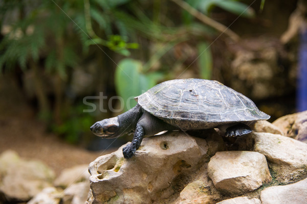 Turtle walking slowly across the field Stock photo © Elnur