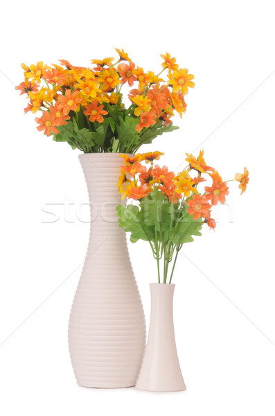 Foto stock: Margarida · camomila · flores · isolado · branco · grama