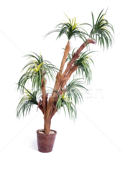 Artificial palmier izolat alb copac vară Imagine de stoc © Elnur
