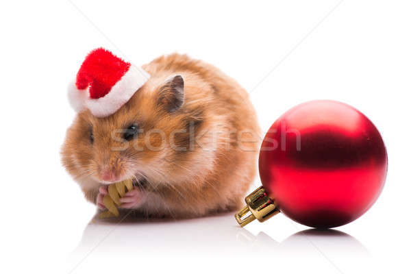 Cute hamster hoed geïsoleerd witte Stockfoto © Elnur