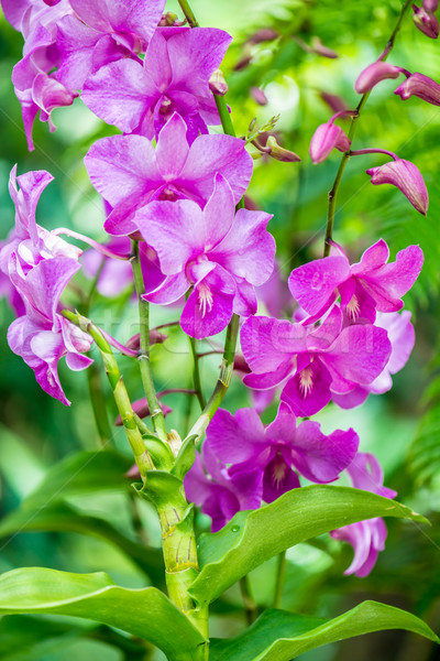 Colorato orchidea fiori luminoso estate giorno Foto d'archivio © Elnur