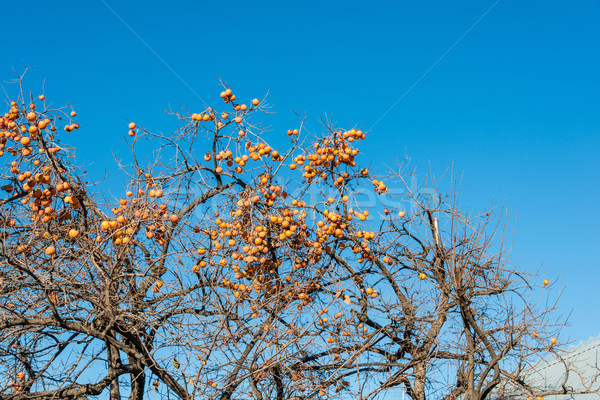 Persimmon fruits on the tree Stock photo © Elnur