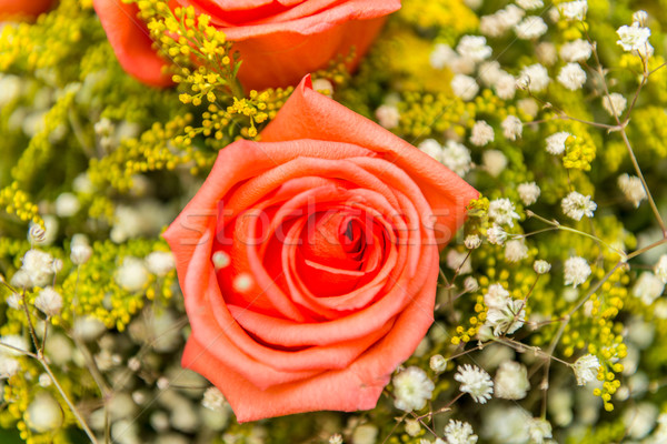 Mooie rozen viering bloem bloemen achtergrond Stockfoto © Elnur