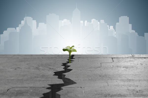 New life concept with sprout growing through crack Stock photo © Elnur