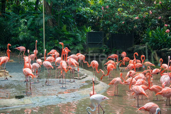 Flamingo birds in the pond Stock photo © Elnur