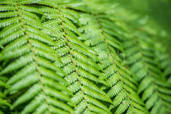 Stock foto: Fern · Blätter · Textur · Frühling · Gras