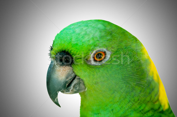 Colourful parrot bird sitting on the perch  Stock photo © Elnur