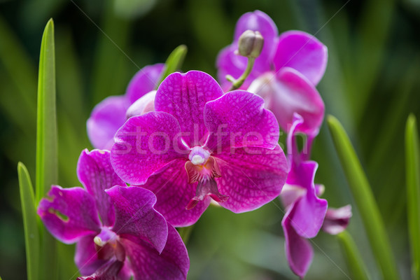Colorato orchidea fiori luminoso estate giorno Foto d'archivio © Elnur