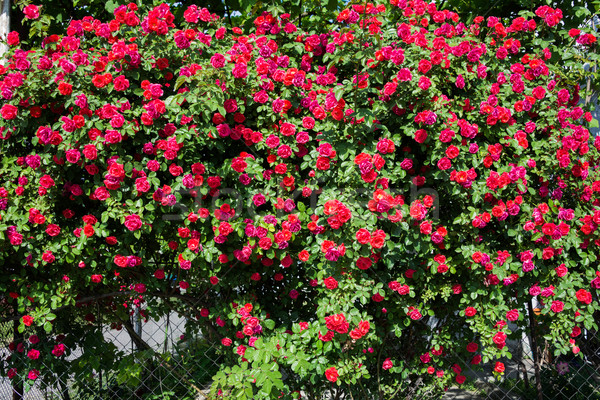 Foto stock: Bush · rosas · brillante · verano · día · flores