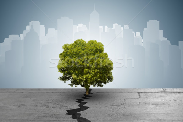 New life concept with sprout growing through crack - 3d rendering Stock photo © Elnur