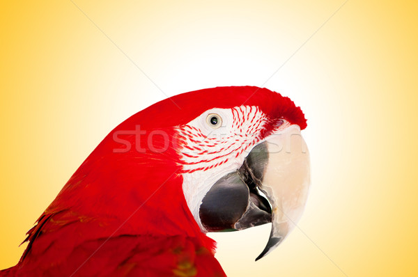Colourful parrot bird sitting on the perch  Stock photo © Elnur