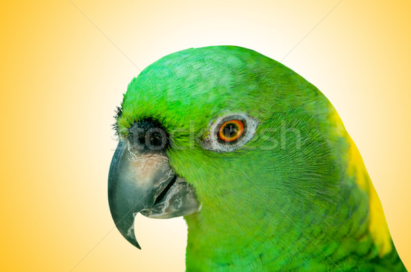 Colourful parrot bird sitting on the perch  Stock photo © Elnur