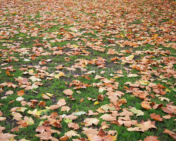 Fallen Herbstsaison Wald Frühling Gras Blatt Stock foto © Elnur