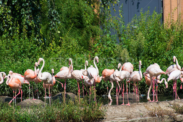 Pink lamingoes on the bright summer day Stock photo © Elnur