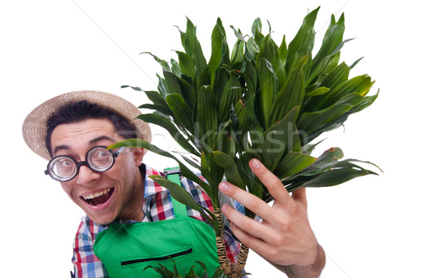 Funny man trimming plans in his garden Stock photo © Elnur