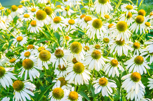 Camomiles flowers in nature concept Stock photo © Elnur