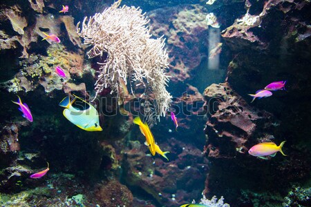 Tropical fish under the water  Stock photo © Elnur