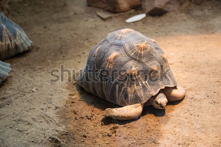 Turtle walking slowly across the field Stock photo © Elnur