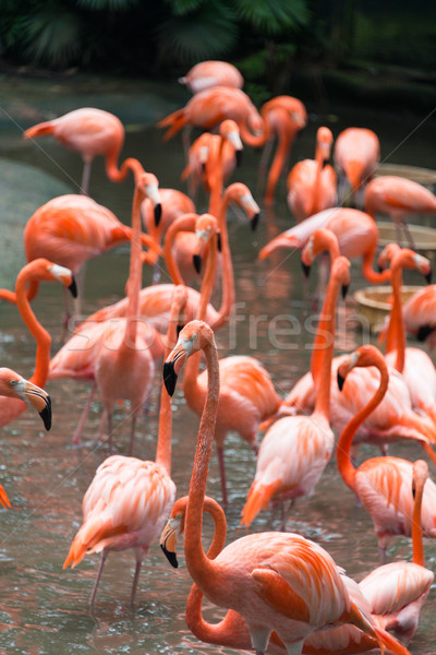 Flamingo păsări lac apă fundal frumuseţe Imagine de stoc © Elnur