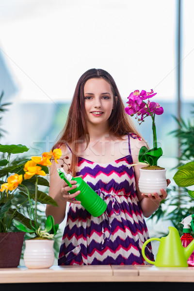 Foto stock: Mulher · jovem · cuidar · casa · plantas · flor