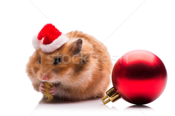 Cute hamster hoed geïsoleerd witte Stockfoto © Elnur