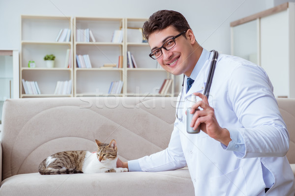 Stock photo: Cat visiting vet for regular checkup