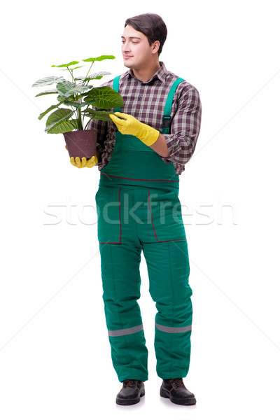 Jonge man tuinman geïsoleerd witte kantoor man Stockfoto © Elnur