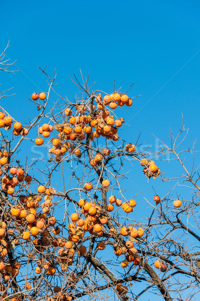 Persimmon fruits on the tree Stock photo © Elnur