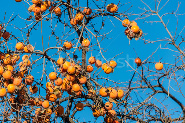 Foto d'archivio: Cachi · frutti · albero · alimentare · natura · frutta