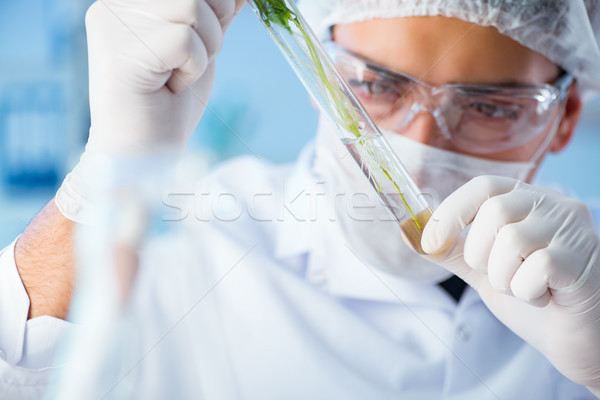 Biotechnologia naukowiec laboratorium trawy medycznych technologii Zdjęcia stock © Elnur