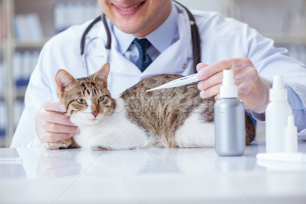 Gato veterinário regular verificar para cima escritório Foto stock © Elnur