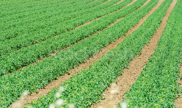 Tomates campo brilhante verão dia céu Foto stock © Elnur