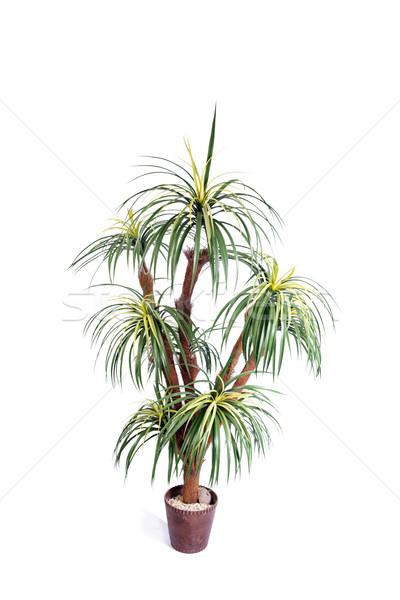 Artificial palmier izolat alb copac vară Imagine de stoc © Elnur