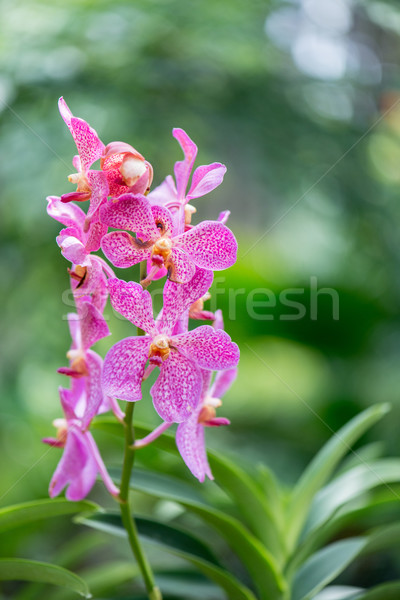 Colorato orchidea fiori luminoso estate giorno Foto d'archivio © Elnur