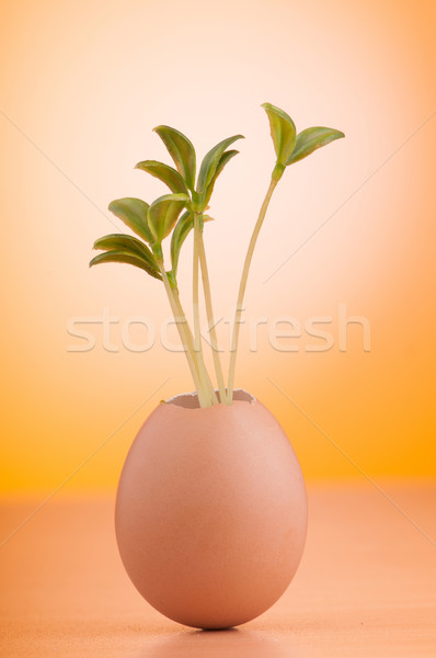 Stock photo: Eggs with green seedling in new life concept