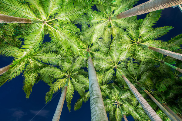 Stok fotoğraf: Palmiye · ağaçları · gün · batımı · ağaç · orman · doğa · yaz