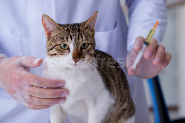 Pisică verifica in sus medic Imagine de stoc © Elnur