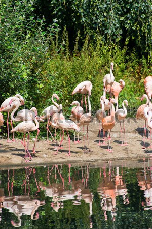 Pink lamingoes on the bright summer day Stock photo © Elnur