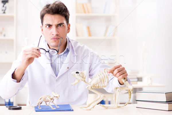 Stock photo: Funny crazy student doctor studying animal skeleton