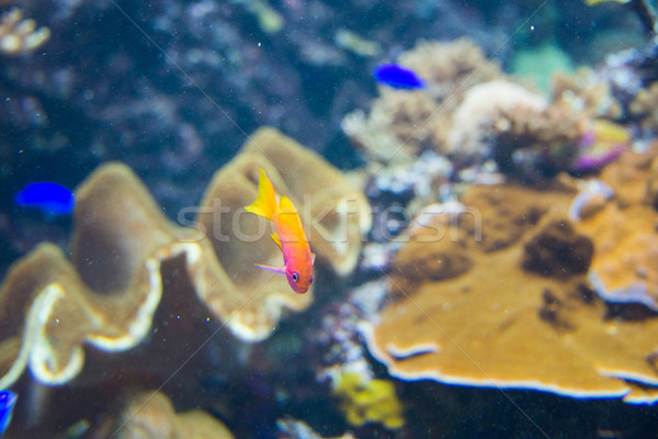 Tropical fish under the water  Stock photo © Elnur