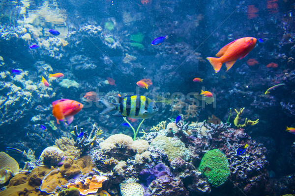 Tropical fish under the water  Stock photo © Elnur