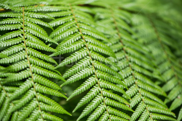 [[stock_photo]]: Fougère · laisse · texture · printemps · herbe