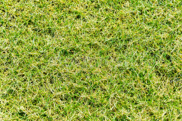 Close up of green grass for your background Stock photo © Elnur