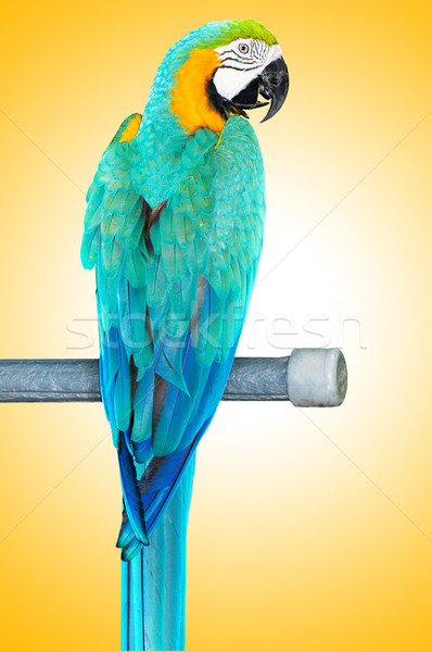 Colourful parrot bird sitting on the perch  Stock photo © Elnur