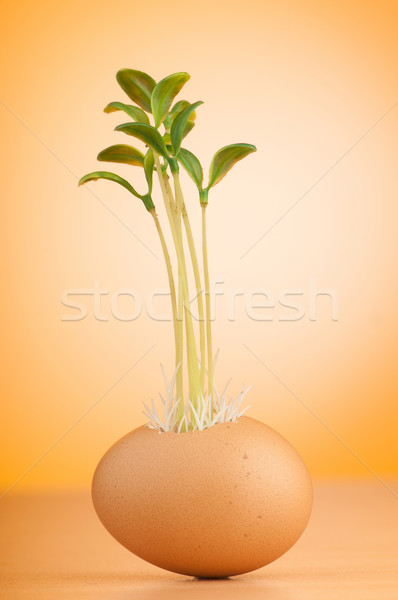 Eggs with green seedling in new life concept Stock photo © Elnur