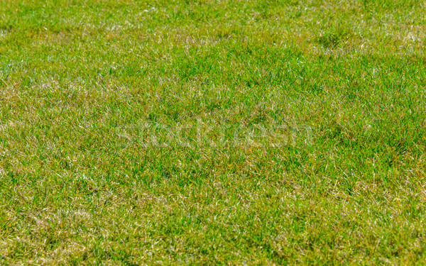 Close up of green grass for your background Stock photo © Elnur