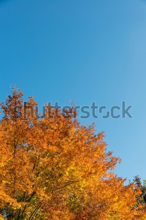 Fallen Herbstsaison Wald Baum Landschaft Blatt Stock foto © Elnur