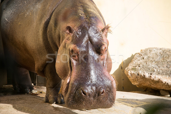 Hippo under the bright summer sun Stock photo © Elnur